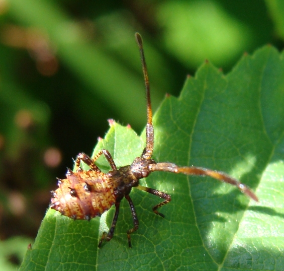 Cosa saranno da grandi? Coreus marginatus